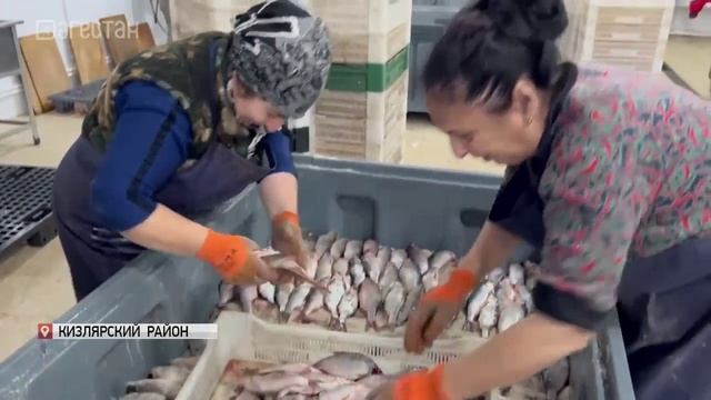 Хозяйства Кизлярского района ежегодно добывают около 5 тысяч тонн частиковых