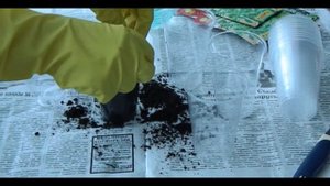 Как посадить семена стевии