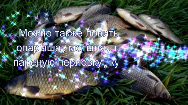 советы рыболовам, ловим карася