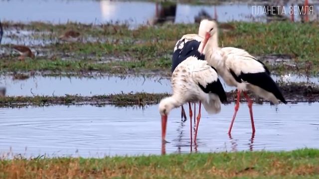 Аисты: Птицы, приносящие мир и детей | Интересные факты про аистов смотреть онлайн