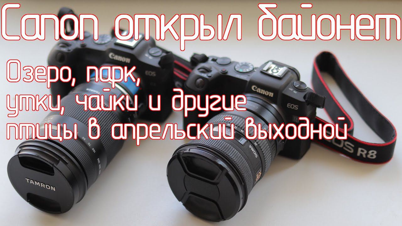 Canon открыл байонет Canon RF, Озеро, парк, утки, чайки и другие птицы в апрельский выходной смотреть онлайн