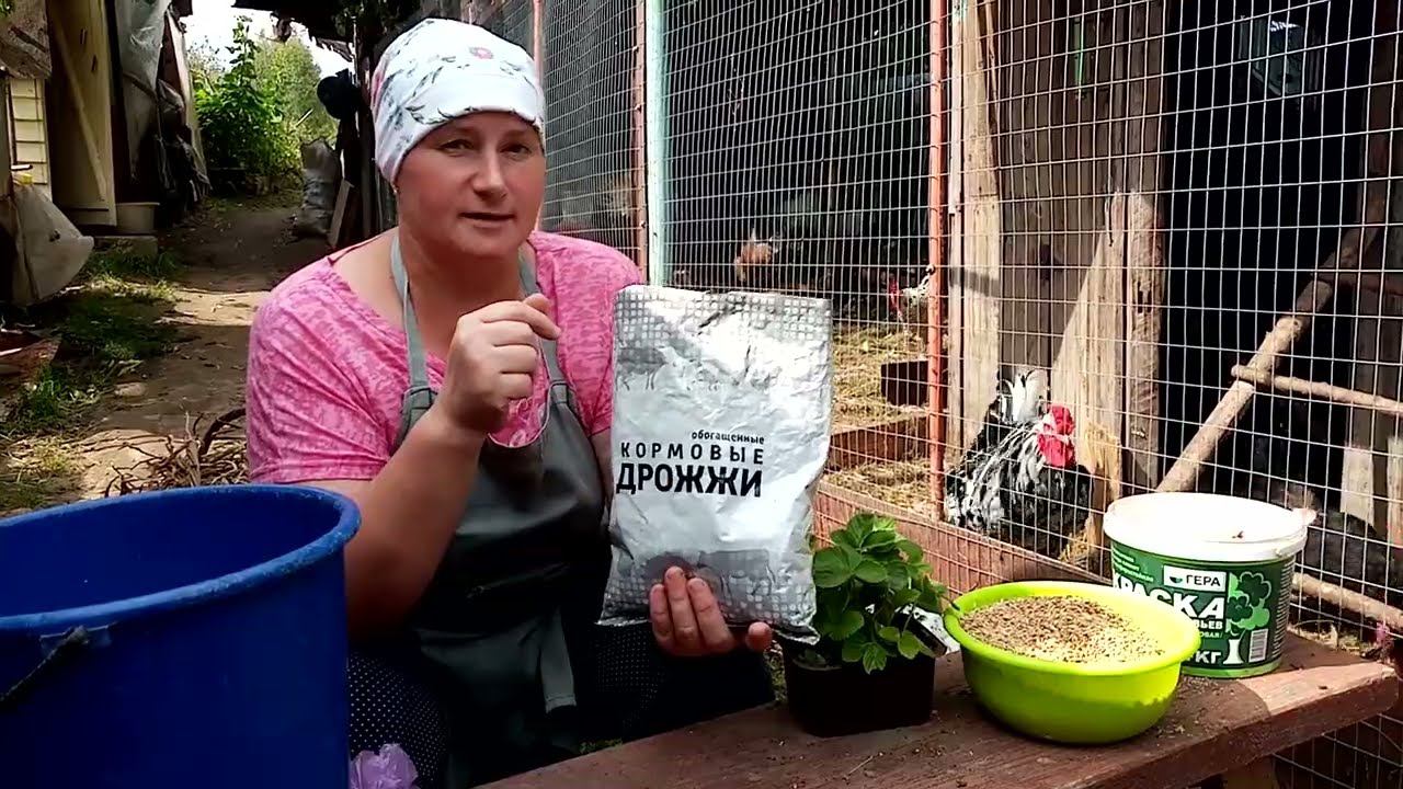 Дрожжевание - важный момент для кур несушек.