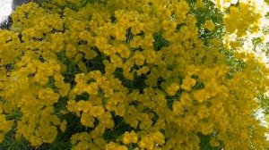 Молочай кипарисовый. Неприхотливое , многолетнее, стойкое растение.