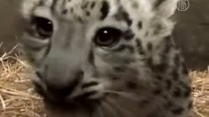 Детеныша снежного барса покажут публике новости
