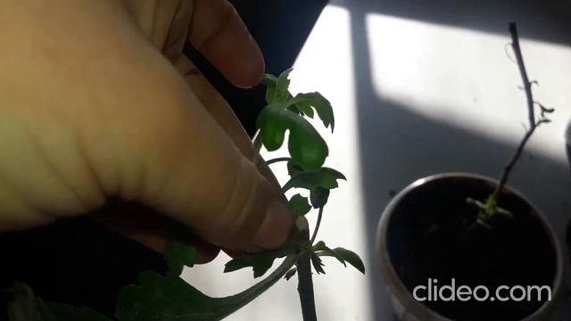 черенкование срезочной хризантемы смотреть онлайн