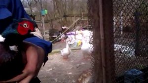 Очки от расклева. Одеваем фазанам. Чтобы не клевали яйца