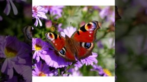 Урок окружающего мира. Почему мы не будем рвать цветы и ловить бабочек.