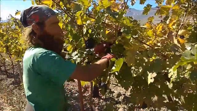 Сбор винограда в Крыму, Кипарисное. смотреть онлайн
