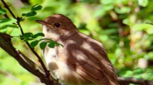 А Алябьев Соловей исп Иван Ребров