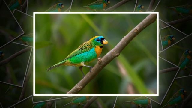 ПАРК ПТИЦ, ФОС-ДУ-ИГУАСУ (Parque das Aves, Foz do Iguaçu, Brazil) смотреть онлайн