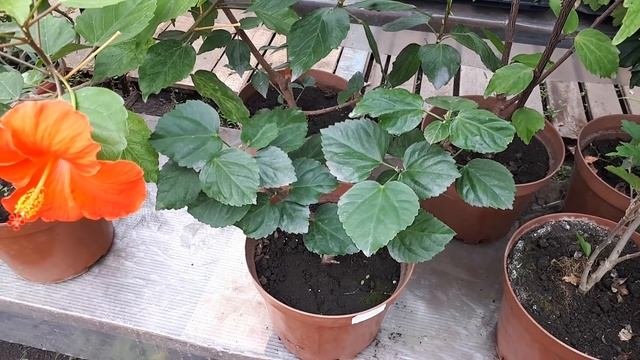 ГИБИСКУСЫ.Мой скромный опыт их содержания.