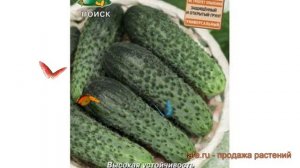 Огурец обыкновенный Марина F1 (marina f1) ? Марина F1 обзор: как сажать, семена огурца Марина F1