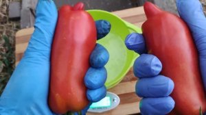 Сорт томата- Американский длинный.