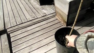 ⚫Ива в саду / Как осушить участок