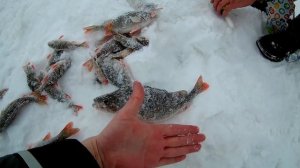 Безмотылка.Февральский окунь.Река Кама