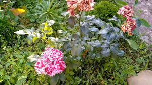 Роза "Хулио Иглесиас", цветение. Июнь 2021.