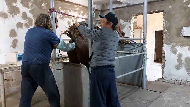 Верблюды/Темпераментные Кони или как делают Узи Лошади смотреть онлайн