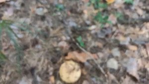 Свинушка тонкая, всё-таки съедобна или нет??