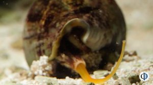 Морские МОНСТРЫ с которыми ты не захочешь встретиться.  От кубомедузы до улитки конуса. Часть 1