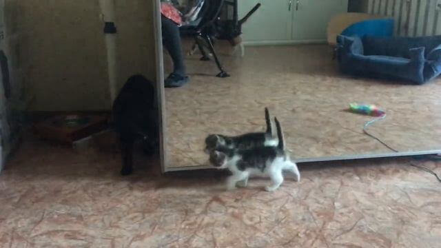 5 мая 2020 г. смотреть онлайн