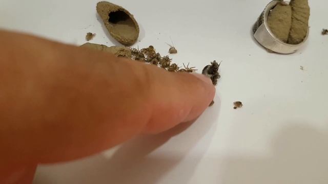 УЖАС ? ОСЫ-ОДИНОЧКИ В СОЧИ | Субтропический рай в отдельно взятом городе смотреть онлайн