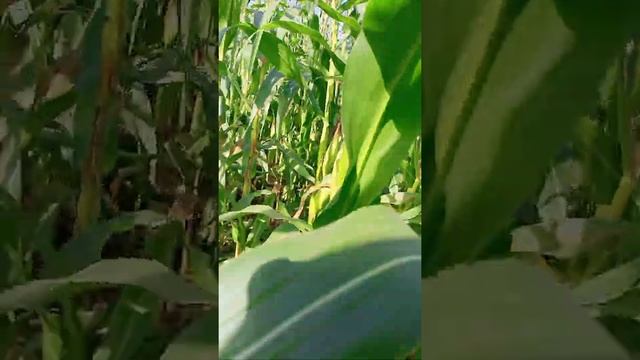 Моя работа самая лучшая красивая.(3) смотреть онлайн