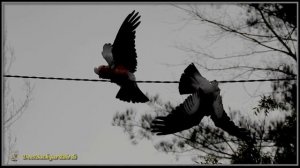 Galah Cockatoo's ~ Birds in the Rain~#BackyardBirds Australia / #Birdtv