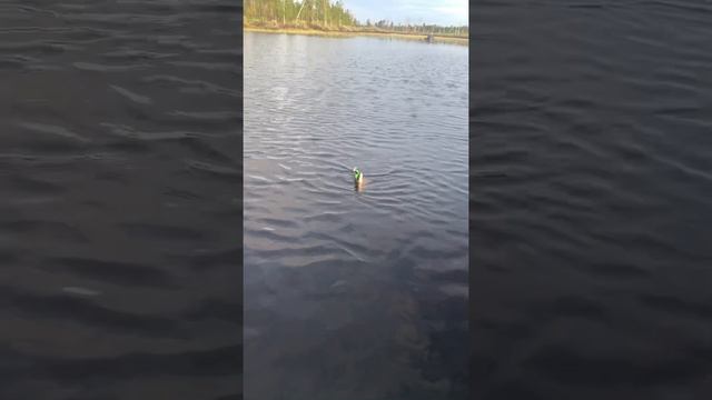 Опять на старицу реки Пякупур, лето 2021 года смотреть онлайн