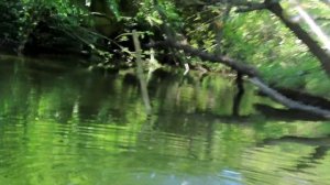 ??Рыбалка на КАРПА в КОРЯГАХ на кукурузу. Ловля карпа на удочку с боковым кивком