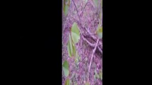 Black Cherry Tree Identification - Morel Mushroom Habitat