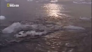 Свирепый морской леопард.