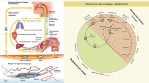 "Тип Круглые черви (Нематоды)", Биология 7 класс, Сивоглазов