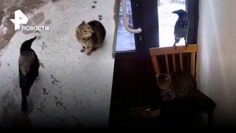 Ворона и кот: невероятная дружба или голодный усатый? / РЕН Новости