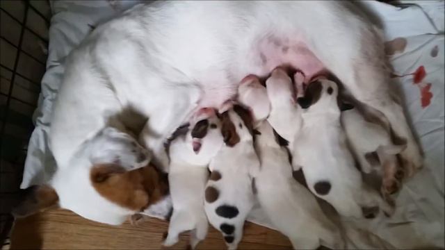 Зося и детки джеки ПРОДАЮТСЯ смотреть онлайн