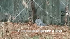 Сова#символ мудрости#