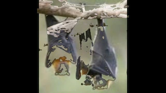 летучая мышь / жарганат / жарқанат смотреть онлайн