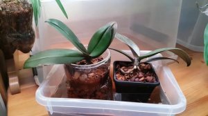 мини-ОРХИДЕИ в моих условиях: советы, предостережения, идеи