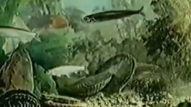 Движение моллюсков смотреть онлайн