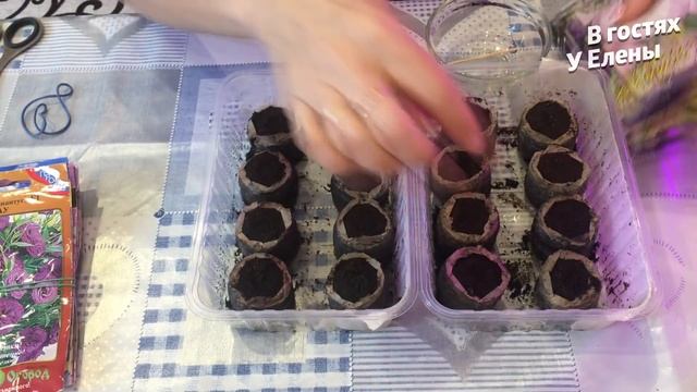СЕКРЕТЫ УСПЕШНЫХ ПОСЕВОВ В ТОРФЯНЫЕ ТАБЛЕТКИ. ЭУСТОМА. ПЕТУНЬЯ. ГЕЛИОТРОП.  БАКОПУ.