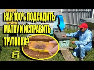 100% ПОДСАДКА ПЧЕЛИНОЙ МАТКИ. ИСПРАВЛЯЕМ ОТВОДОК С ТРУТНЕВОЙ МАТКОЙ ДЛЯ НАЧИНАЮЩИХ ПЧЕЛОВОДОВ 19-21