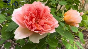 TEA CLIPPER _English Rose Bred By David Austin