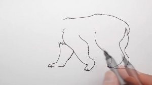 How to Draw a Polar Bear Step by Step for Kids - Draw Ice Bear