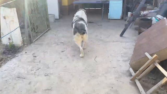 Команда дай лапу-выполнена на ура! Алабай , Ферма Анваржана смотреть онлайн