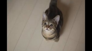 Манчкин: описание кошки, характеристики, 111 фото | 101kote.ru