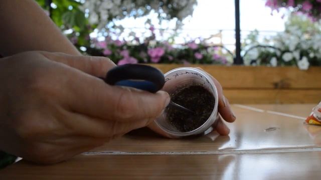 Черенкование вегетативных растений, осень 2020 года