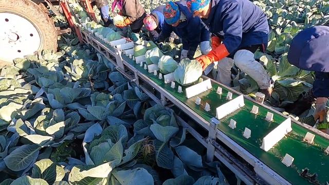 Полный обзор капусты Арривист 2021 год. Full review of Arrivist cabbage 2021. смотреть онлайн