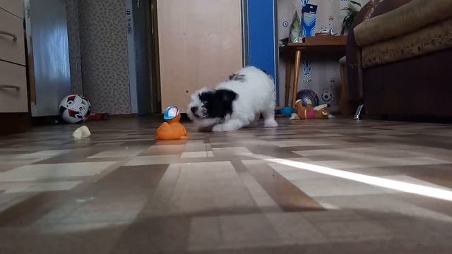 Прикольные шеночки.