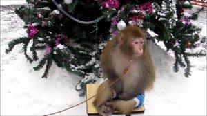 Медведевский зоопарк: обезьянка Люся и ее друзья