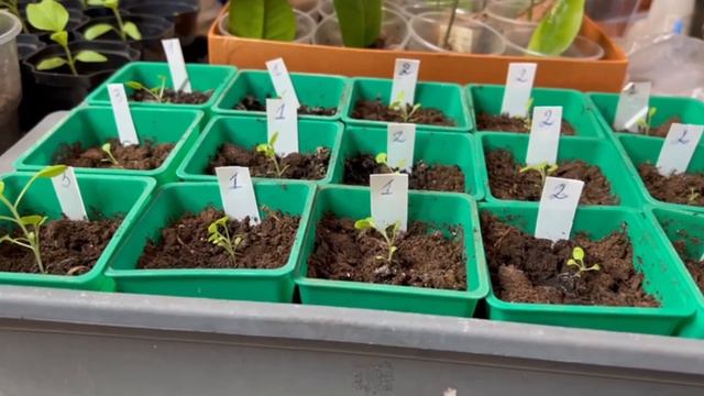 Жалею что раньше не давала это хилой рассаде В апреле срочно под томаты и перцы Они попрут на глаза смотреть онлайн