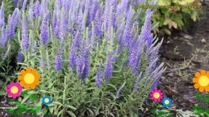 Вероника колосистая Нана Блаутеппич. Краткий обзор, описание veronica spicata Nana Blauteppich